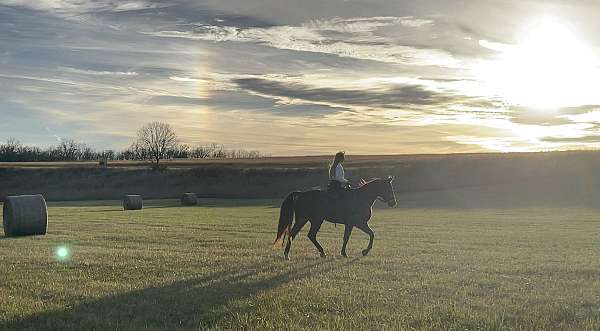 anyone-missouri-fox-trotter-horse