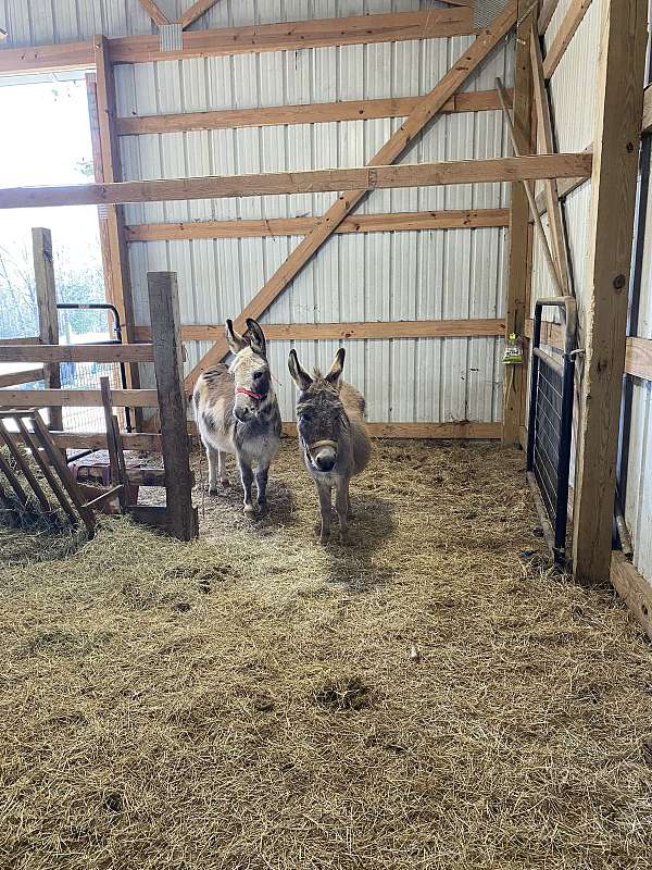 grey-donkey-miniature