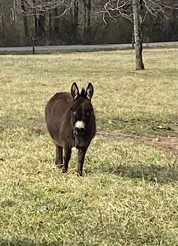 grey-donkey-miniature