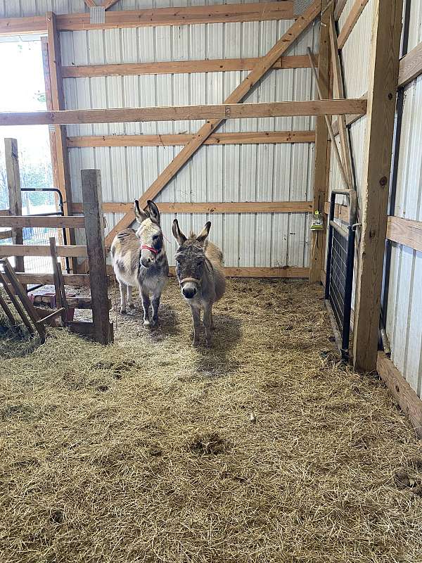 donkey-for-sale