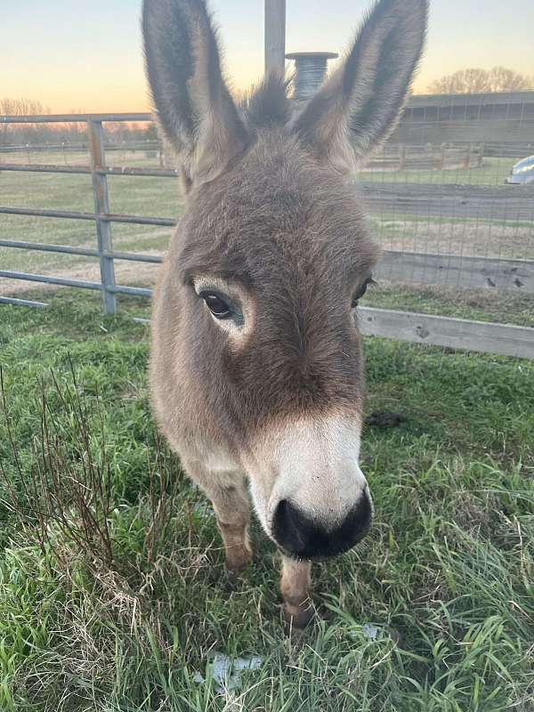 donkey-for-sale