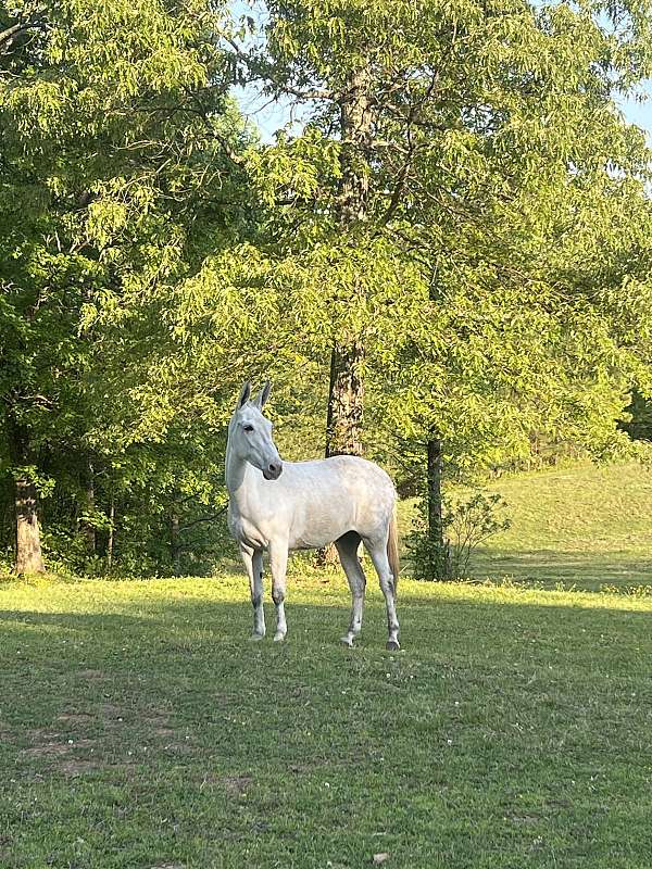 dappled-grey-mule