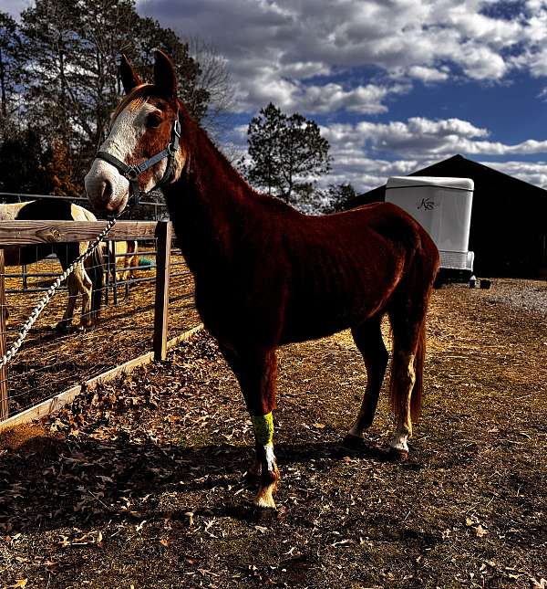 bald-faced-mare-tennessee-walking-horse