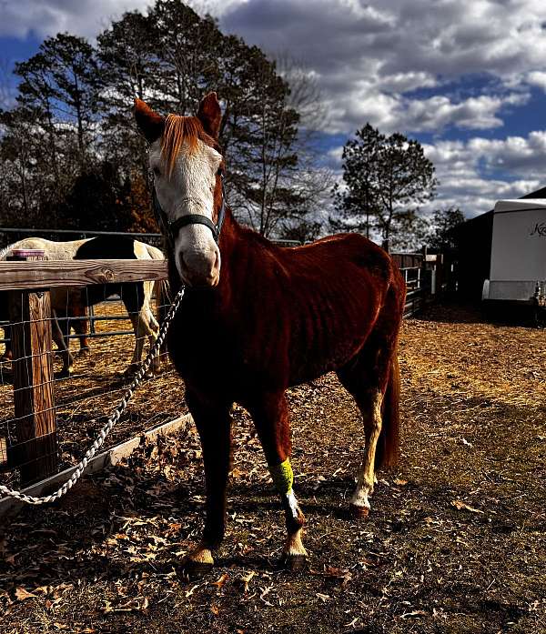 piebald-tennessee-walking-mare