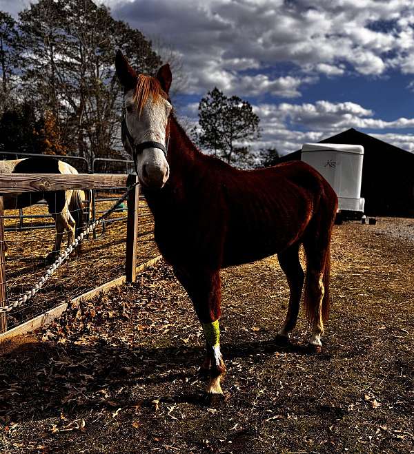 bald-faced-mare-horse