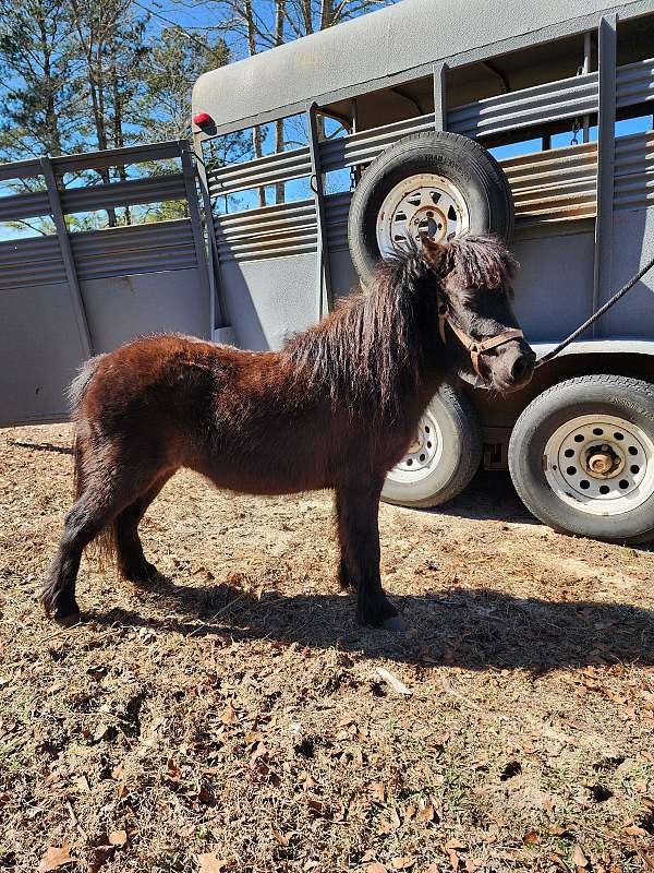 tovero-miniature-horse