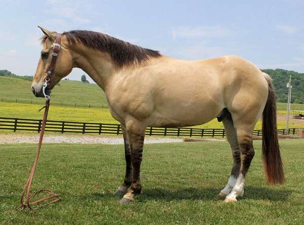 good-looks-gelding