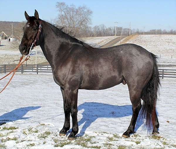 athletic-quarter-horse