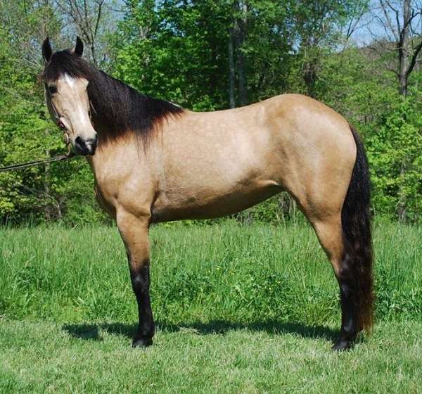 all-around-quarter-horse