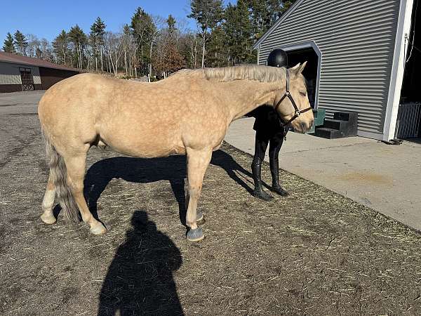 quarter-pony-gelding