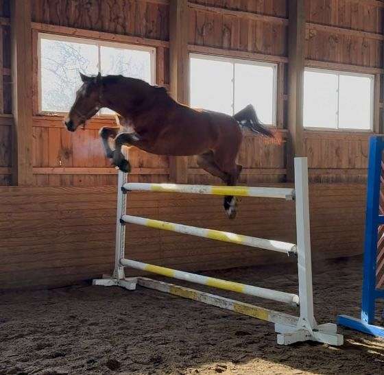 all-around-athletic-dutch-warmblood-horse