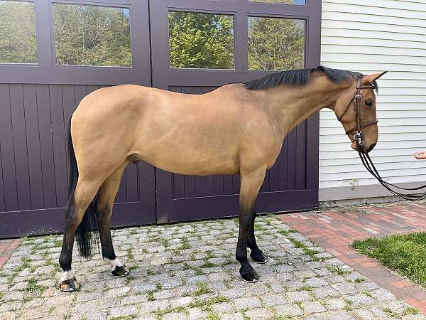 bay-dutch-warmblood-gelding