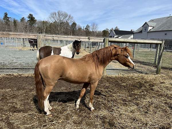 amhr-aspc-miniature-mare-stallion