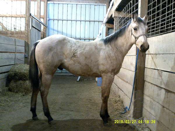 aqha-yearling-colt