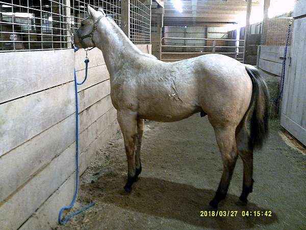 coming-yearling-colt