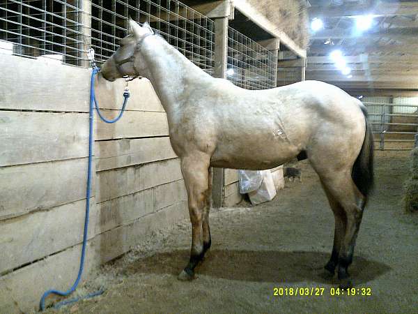 farrier-work-colt