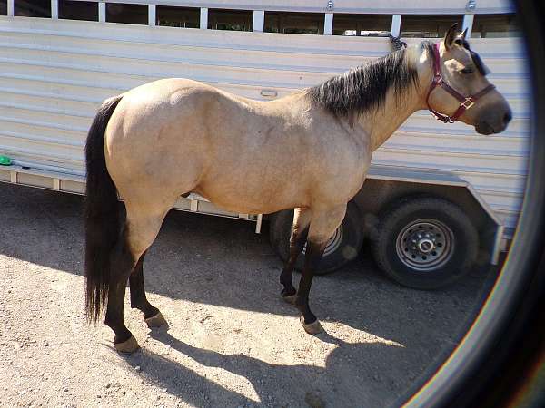 two-eyed-red-buck-colt