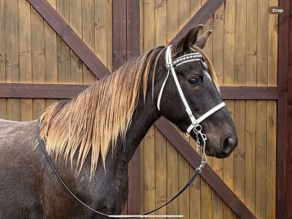 chocolate-roan-racking-gelding