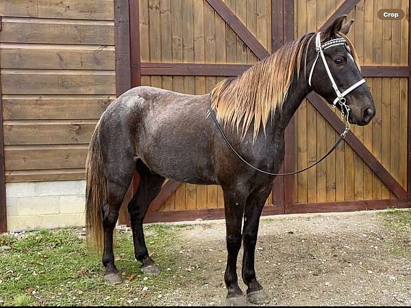 chocolate-roan-gelding-for-sale