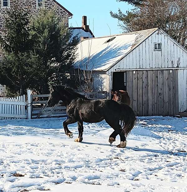 gypsyvanner-pony-gypsy-vanner