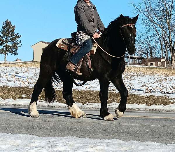 black-4-whites-pony