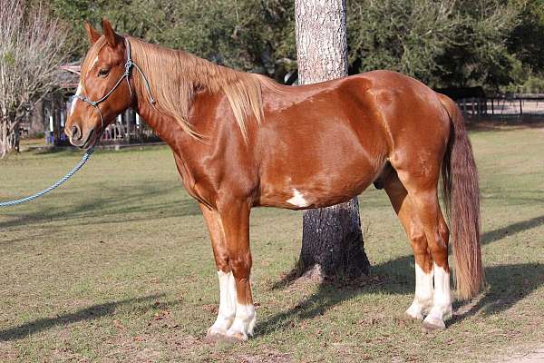 all-around-mustang-horse