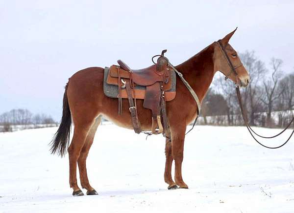 chestnut-none-horse