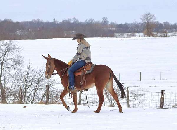 tennessee-walking-horse