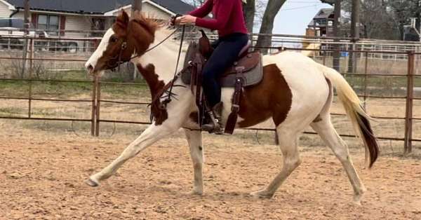 tennessee-walking-horse