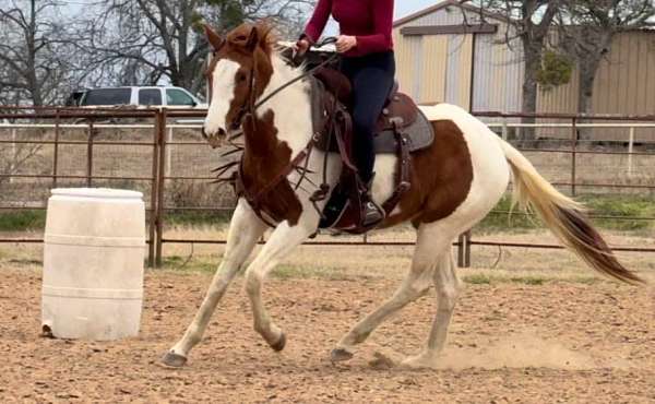 gaited-tennessee-walking-horse