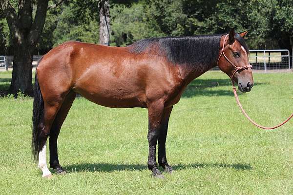 foundation-project-mustang-pony