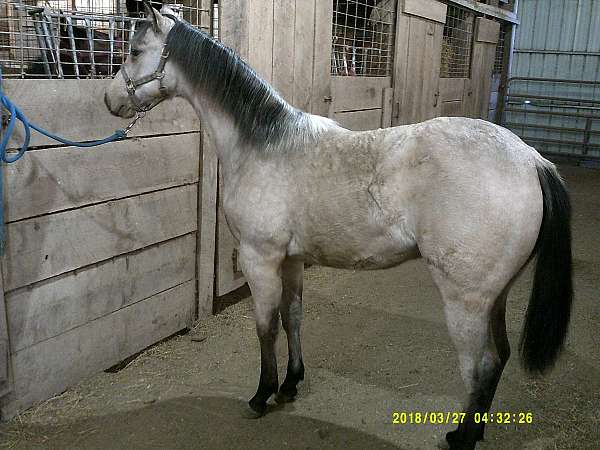 blonde-at-the-bar-quarter-horse