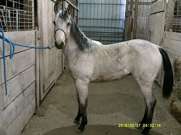 blonde-at-the-bar-horse