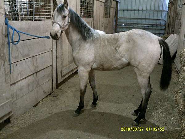 blonde-at-the-bar-colt