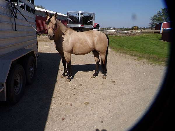 topsail-whiz-colt