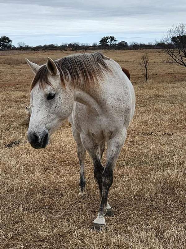 breeding-quarter-horse