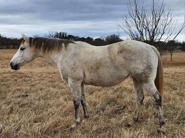 grey-quarter-horse-broodmare