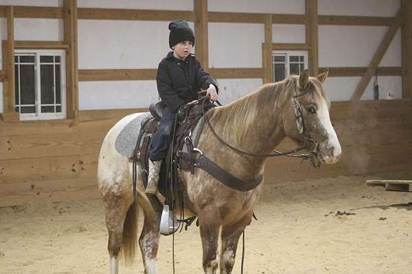 beginner-safe-quarter-horse