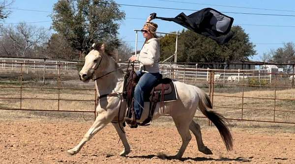 beginner-safe-quarter-horse