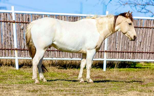 ranch-work-quarter-horse