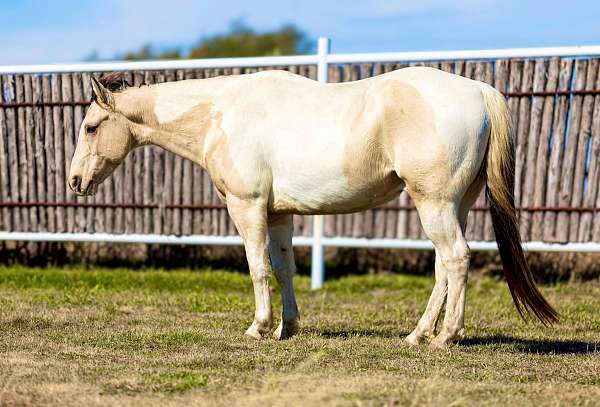 tobiano-4-stockings-blaze-horse