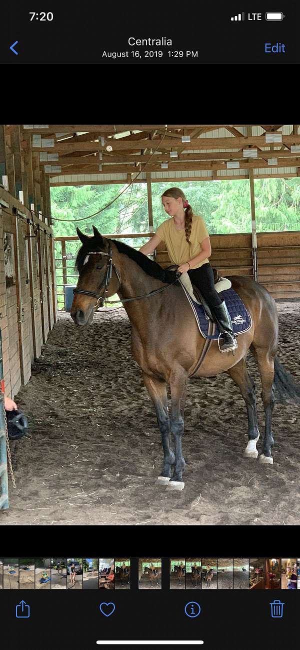 dressage-horse