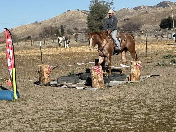 family-horse-quarter