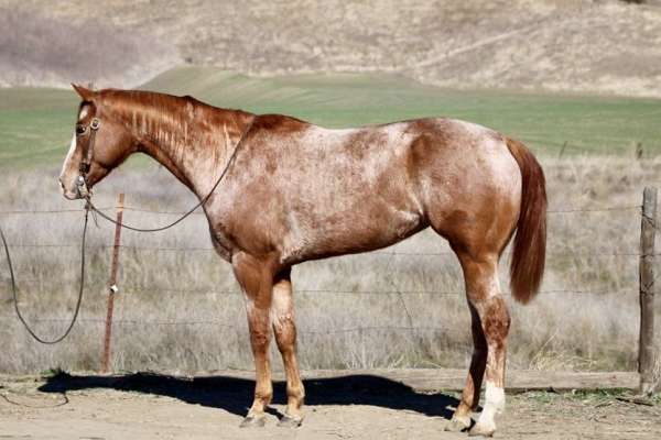 quarter-horse