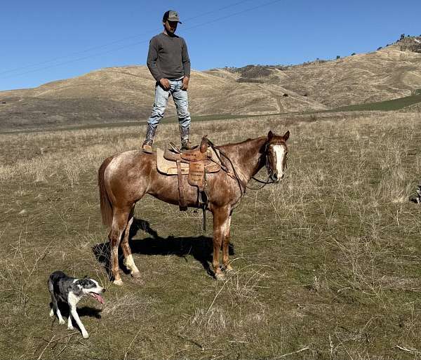 beginner-quarter-horse