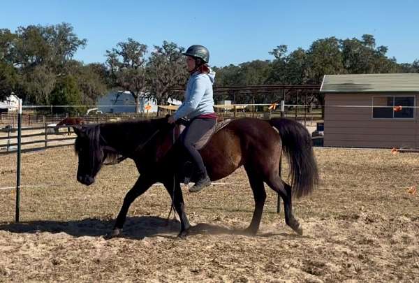 all-around-arabian-horse