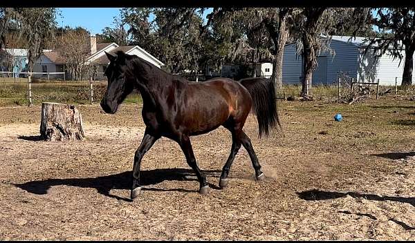 allergies-arabian-horse