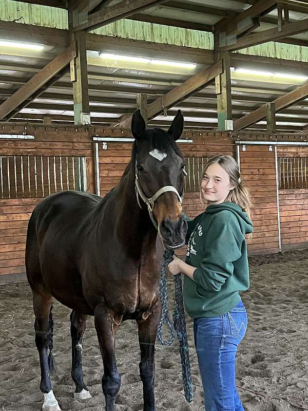 dressage-horse