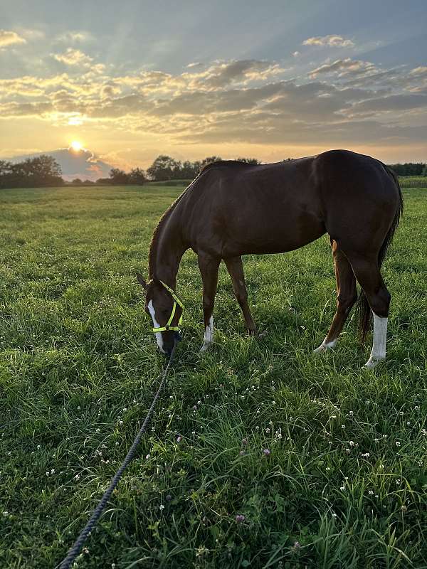 harness-thoroughbred-horse