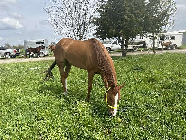 pacing-thoroughbred-horse